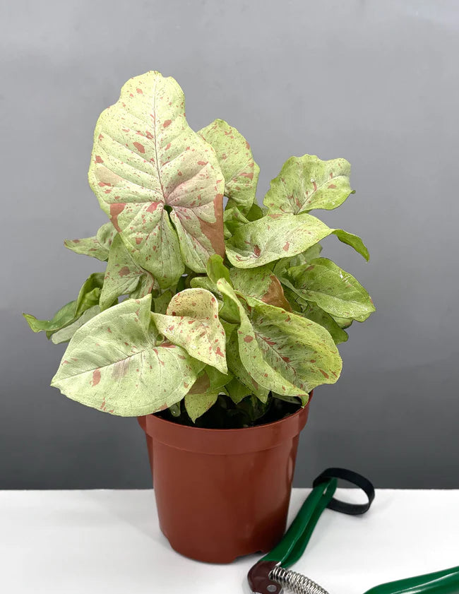 Syngonium Milk Confetti COLLECTOR PLANT