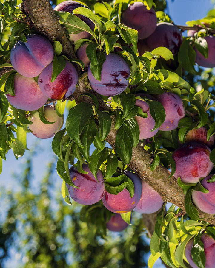 Plum Tree