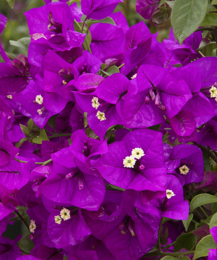 Purple Queen® Bougainvillea