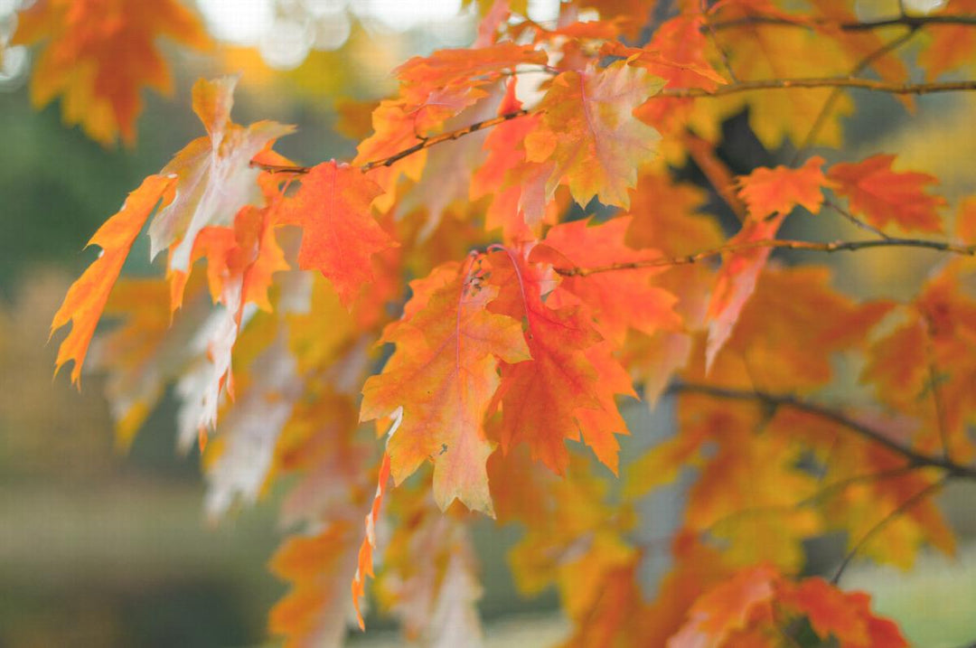 Northern Red Oak