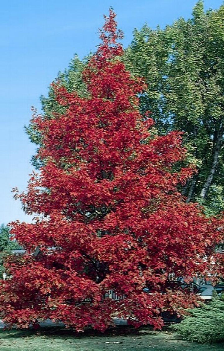 Northern Red Oak