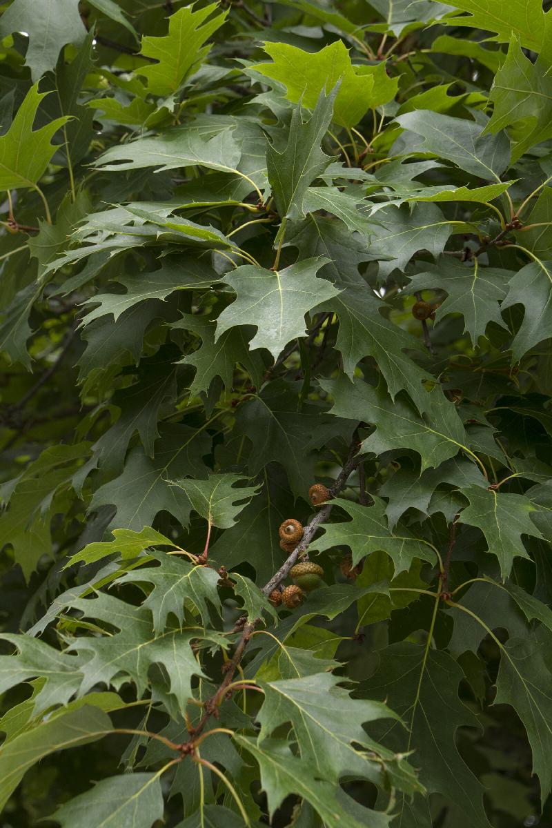 Northern Red Oak