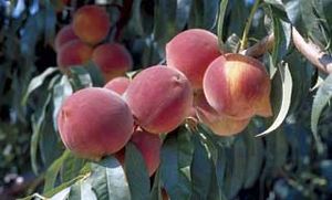 Peach 'Red Haven' Tree