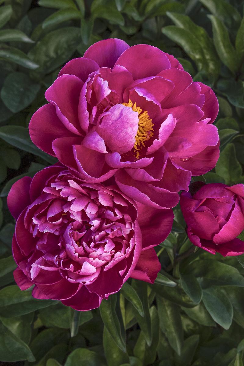 Red Sarah Bernhardt Peony