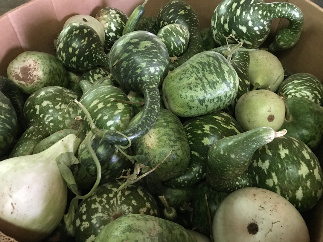 APPLE GOURDS - SMALL