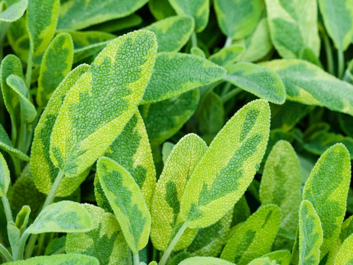 4" Chef Jeff's Herbs Sage Golden