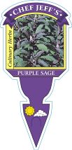 4" Chef Jeff's Herbs Sage Purple