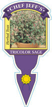 4" Chef Jeff's Herbs Sage Tricolor