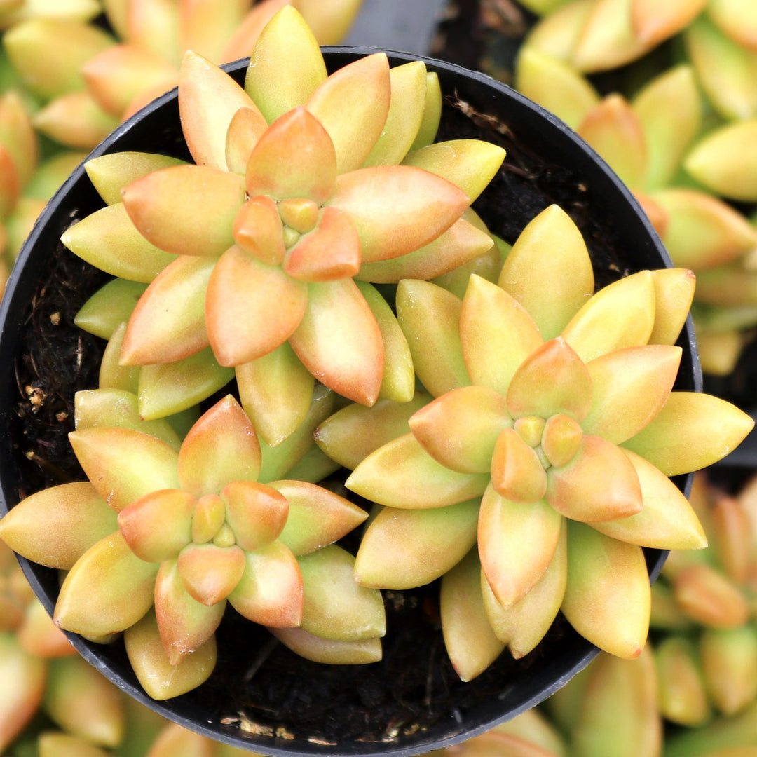 Sedum Aldophi Yellow