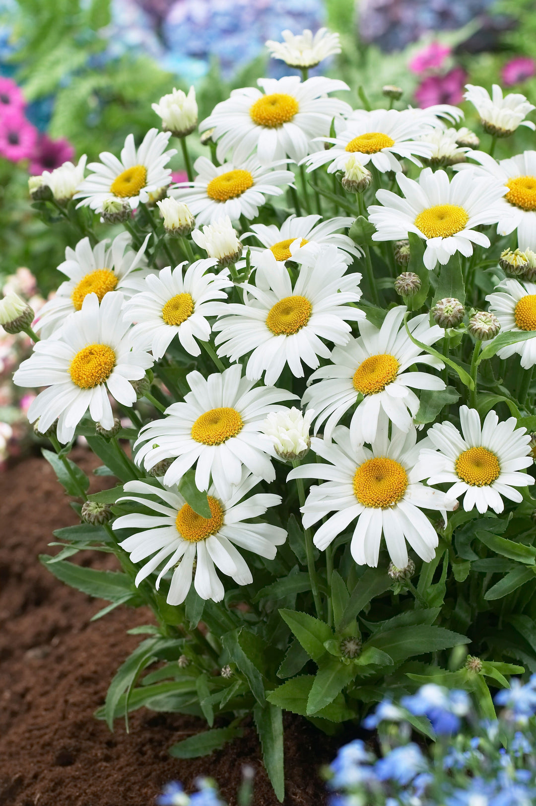 Leucanthemum