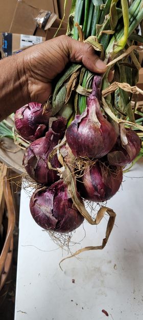 Onion Plants