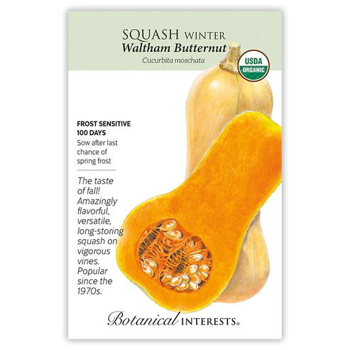 Squash Winter Waltham Butternut