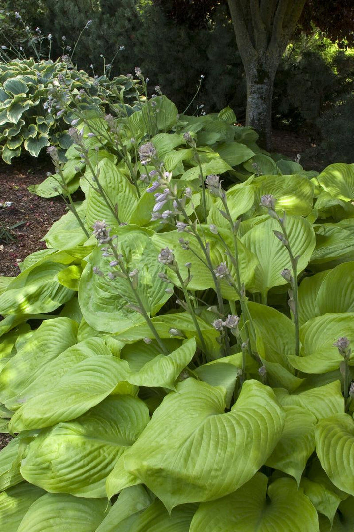 HOSTA SUM AND SUBSTANCE