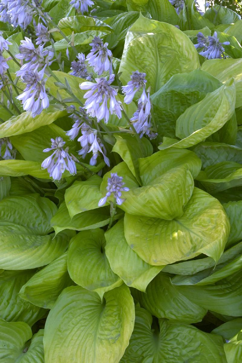 HOSTA SUM AND SUBSTANCE