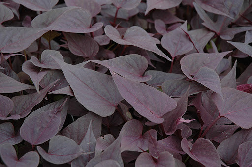 Sweet Potato Vine