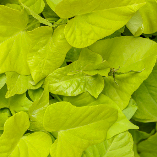 Sweet Potato Vine