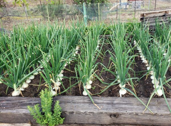 Onion Plants