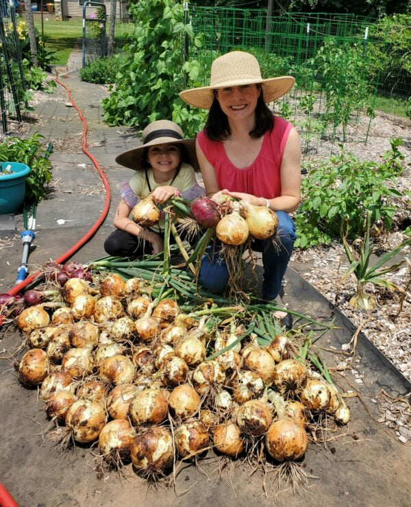 Onion Plants