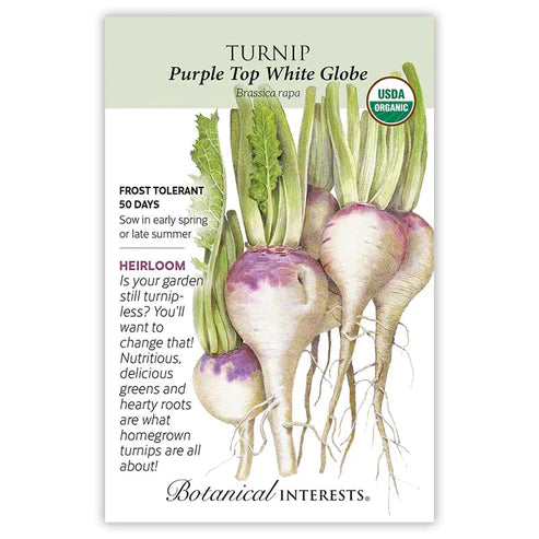 ORG Turnip Purple Top White Globe