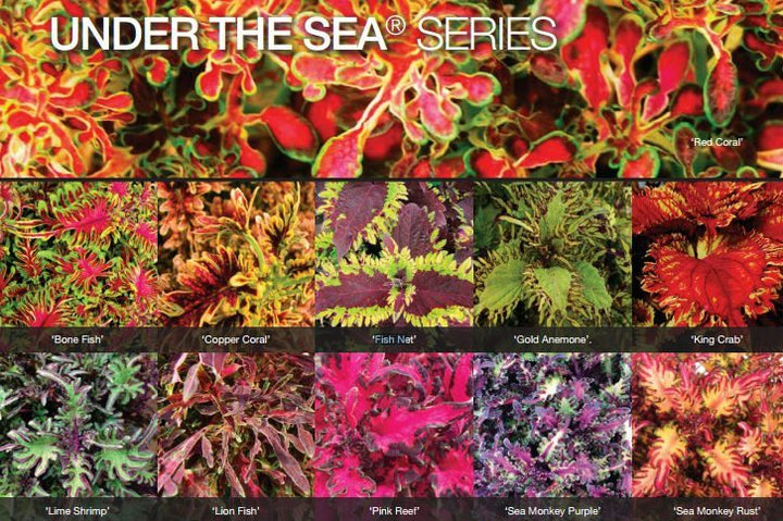 Coleus UNDER THE SEA