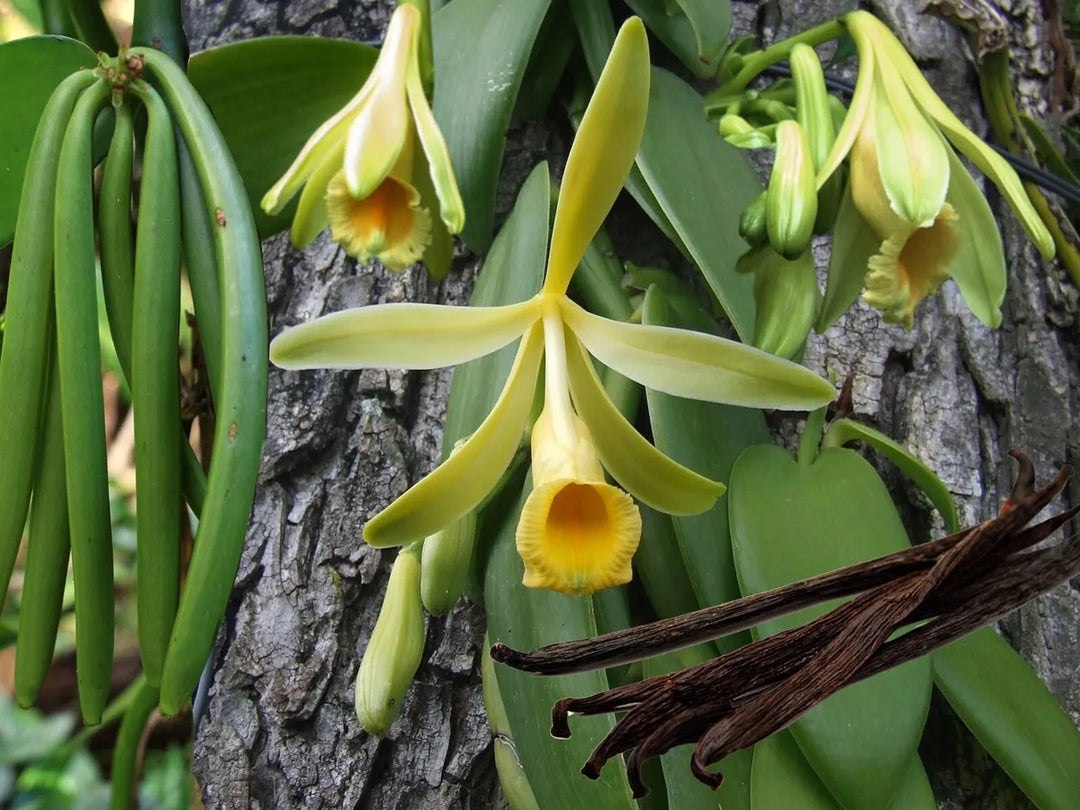 Vanilla Bean Orchid