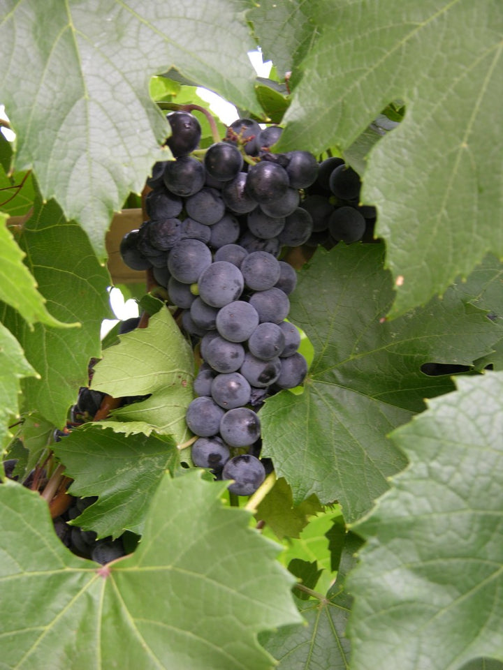 Grapes