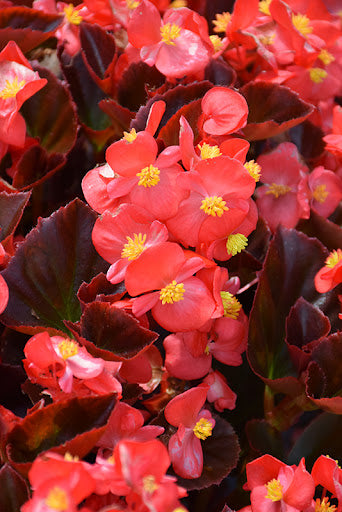 Begonia Bronze