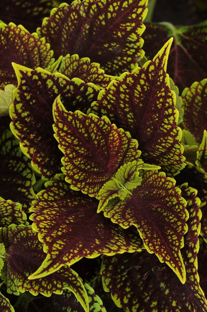 Coleus Charged Up Coleosaurus NEW 2025