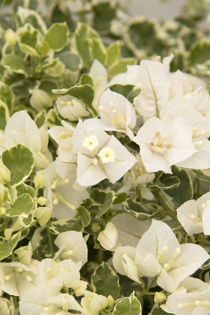 White Stripe Bougainvillea