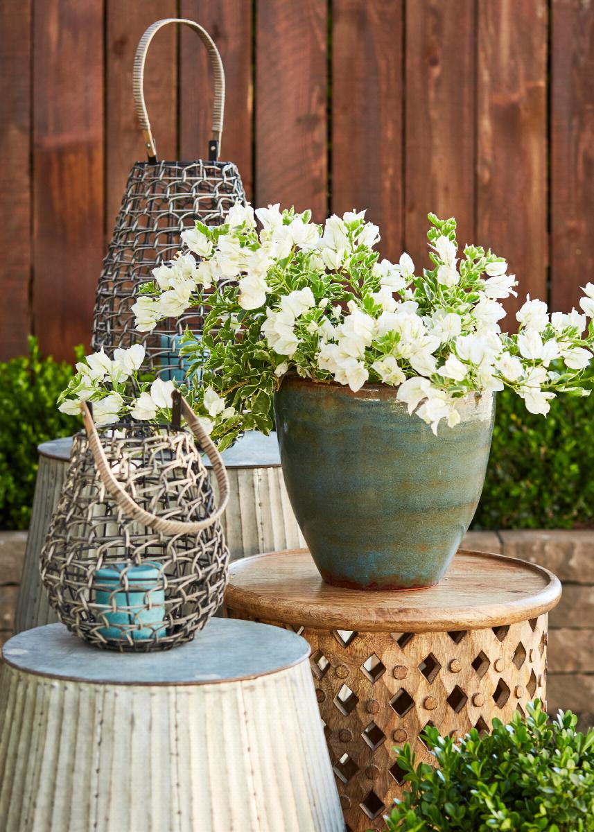 White Stripe Bougainvillea