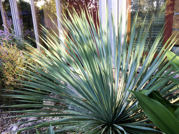 Yucca Rostrata