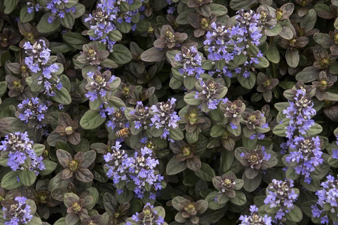 Ajuga