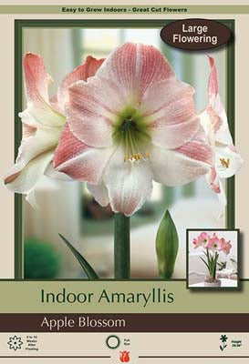 Hippeastrum (Amaryllis) Apple Blossom Bulb