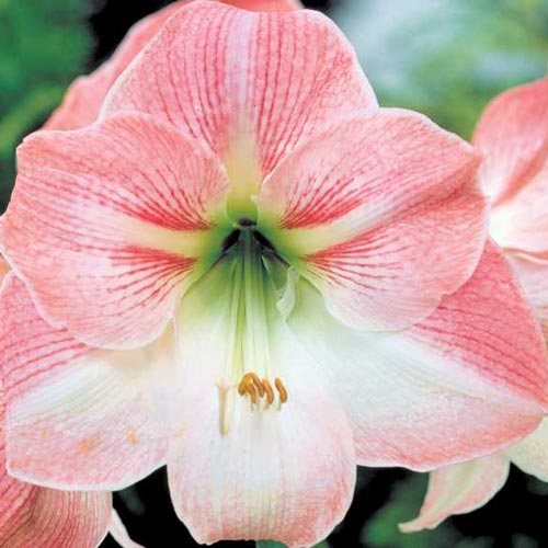 Hippeastrum (Amaryllis) Apple Blossom Bulb