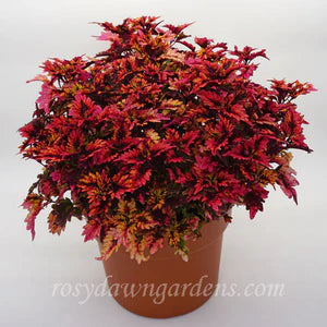 Coleus UNDER THE SEA