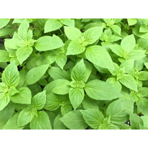 4" Chef Jeff's Herb Basil Lemon