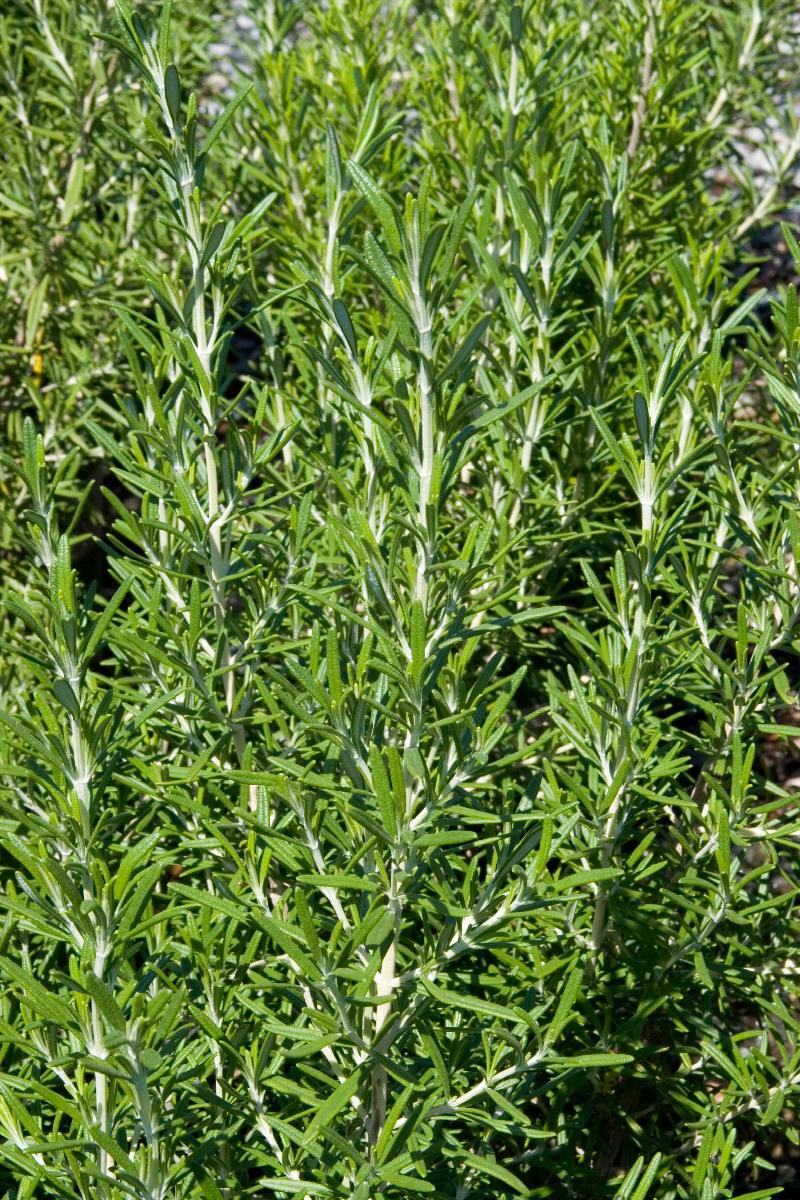 Barbeque Rosemary