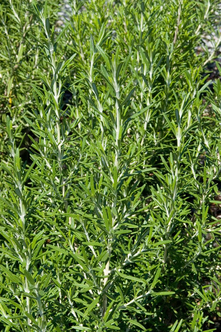 Barbeque Rosemary