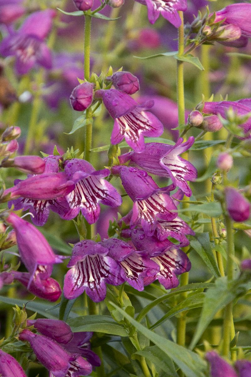 Harlequin™ Purple Beardtongue