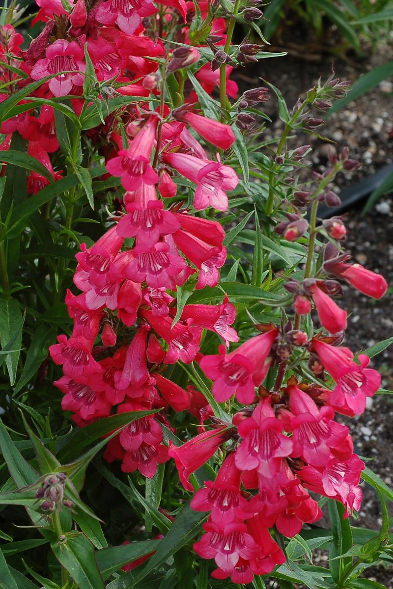 Harlequin™ Red Beardtongue