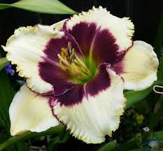 Hemerocallis 'Black Thorne"