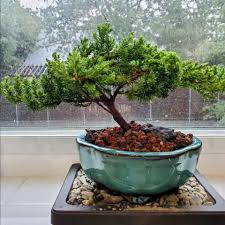 BONSAI TRADITIONAL JUNIPER TREE