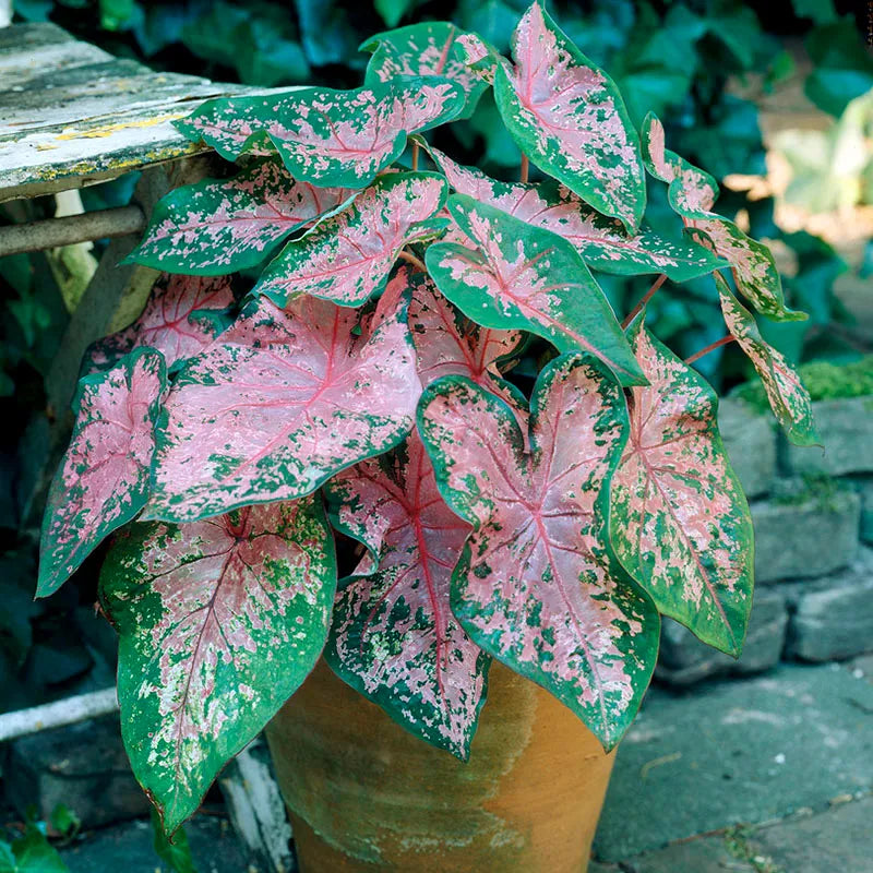 Caladiums Fancy Leaf