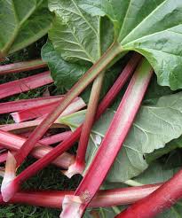 Rhubarb Canadian Red Bulbs