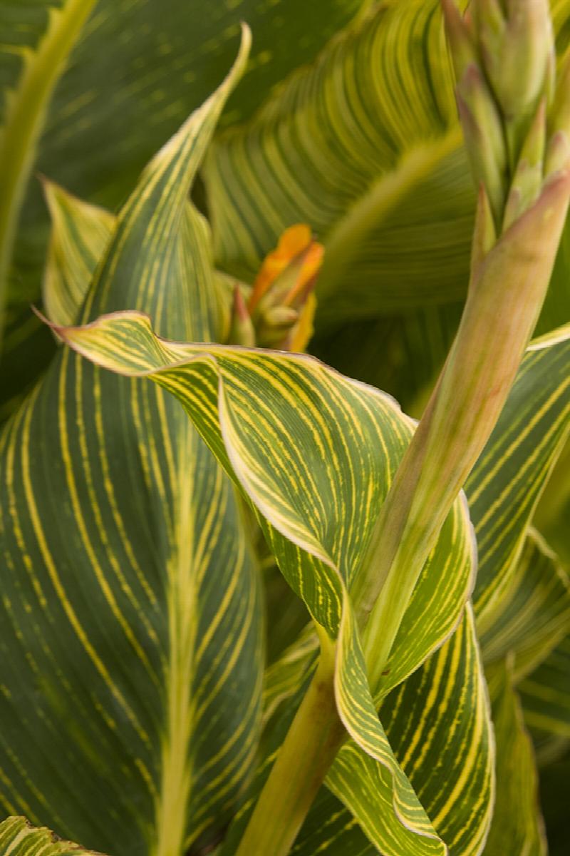 Tropicanna® Gold Canna