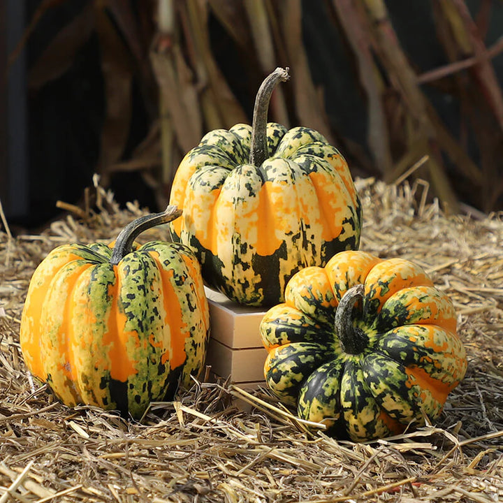 Mini Pumpkins