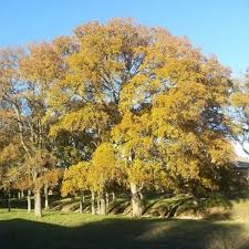 ELM CEDAR TREE