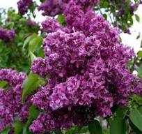 Lilac Syringa