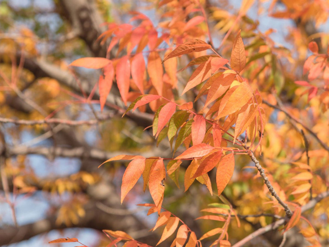 Chinese Pistache Tree