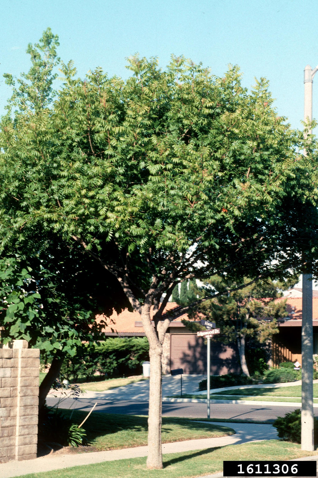 Chinese Pistache Tree